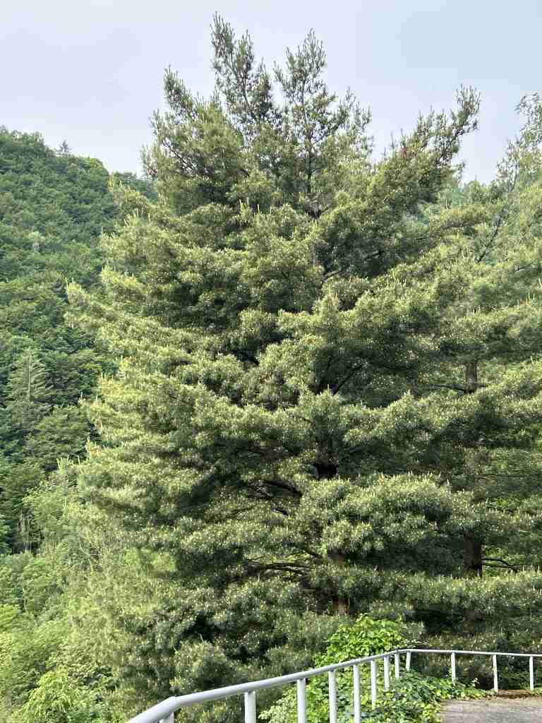 Fioritura di gemme su pino