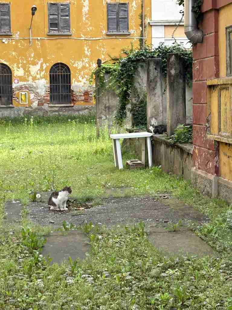 Postazione felina "Direzionale"