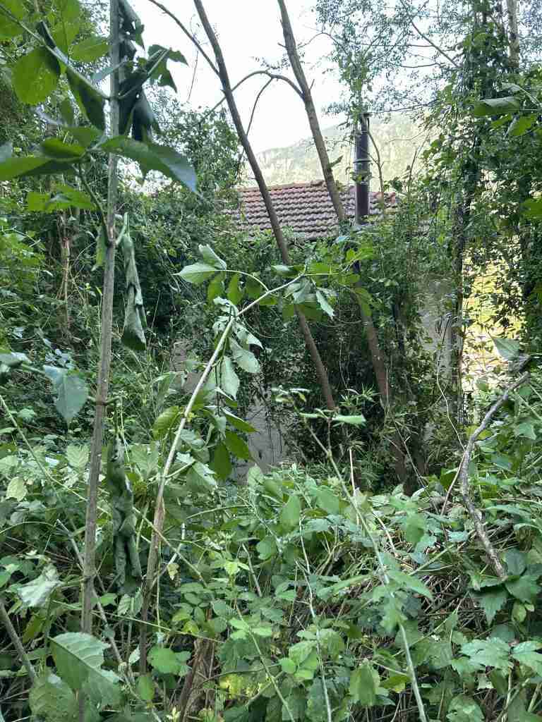 Edificio abbandonato tra la vegetazione - retro