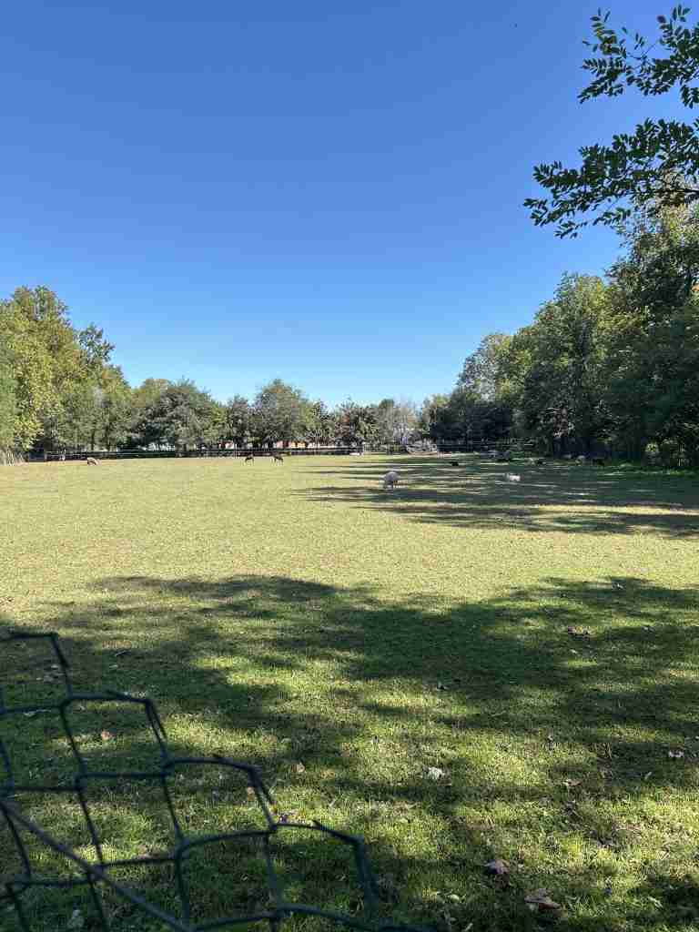 Zona "Campino", localizzazione del fontanile