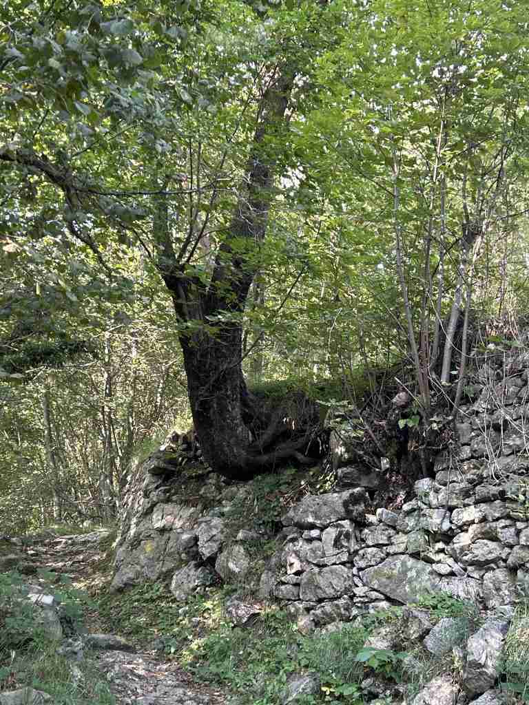Albero capace di raddrizzare una situazione nata "storta"