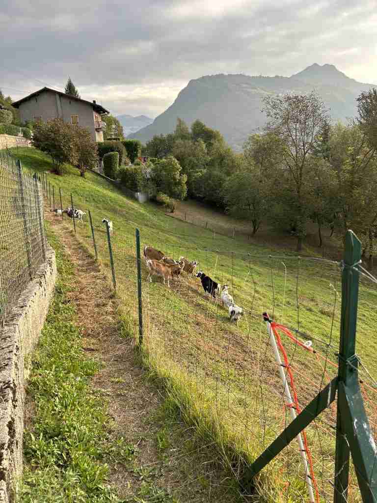 Passaggio interpoderale con caprette