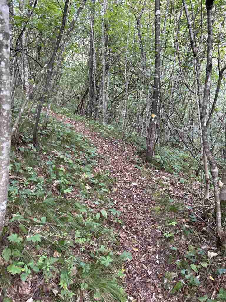 Si prosegue nel bosco