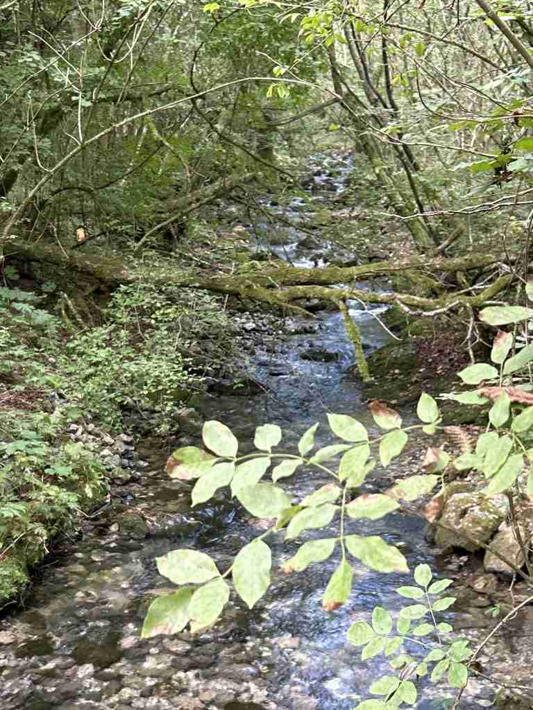 Parte bassa del Rio Bojone