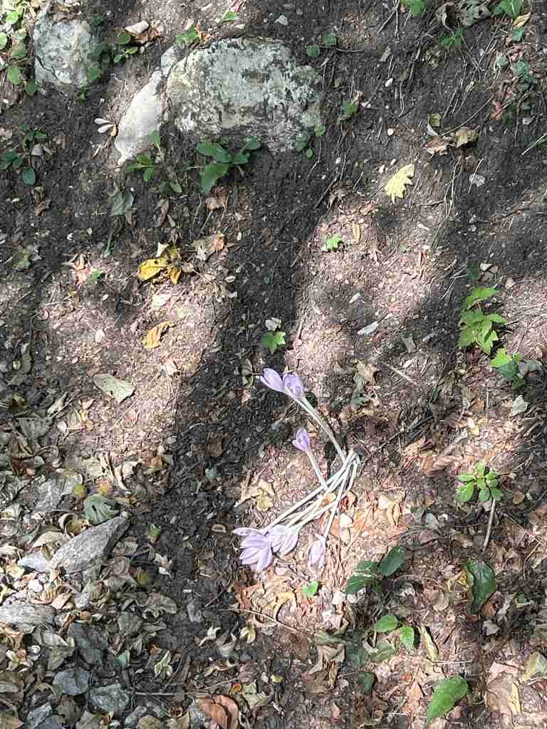 Colchico Alpino - "Colchicum Alpinum"