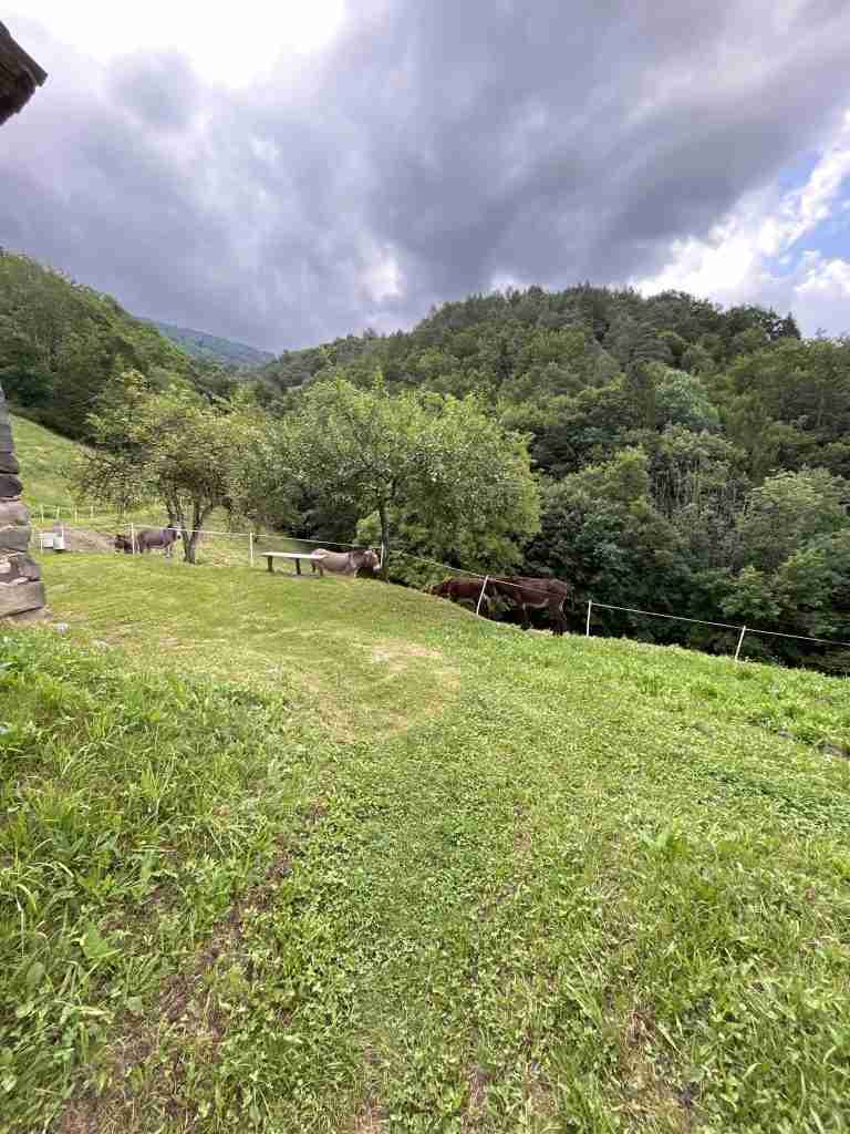 Asinelli al pascolo lungo la direzione per Bosco