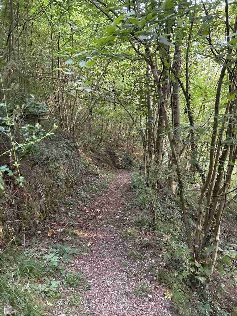 Il sentiero prosegue nel bosco