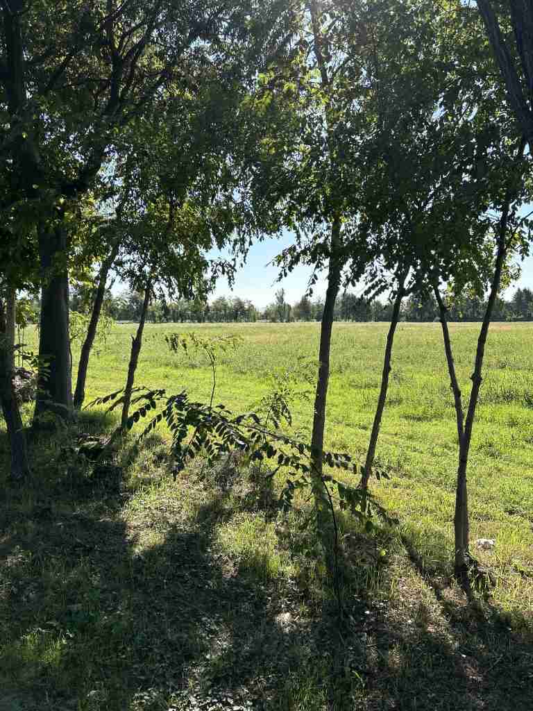 Via delle Gambe si snoda con curve contornata da alberi