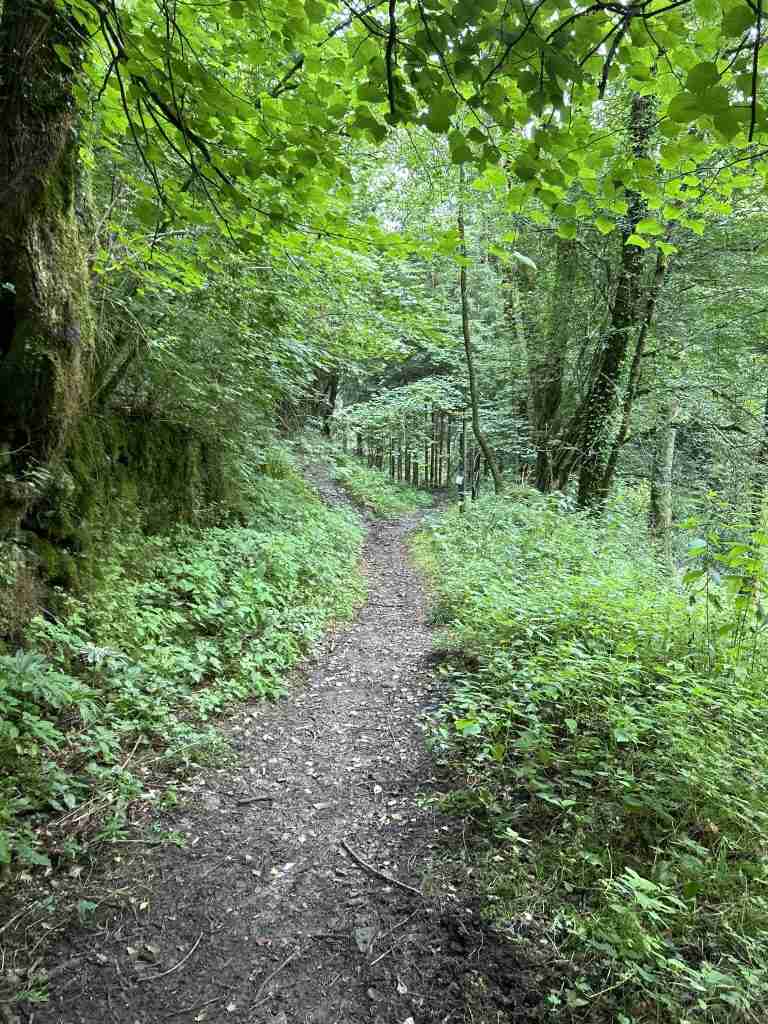 Sentiero da Bosco Entro a Bosco Fuori