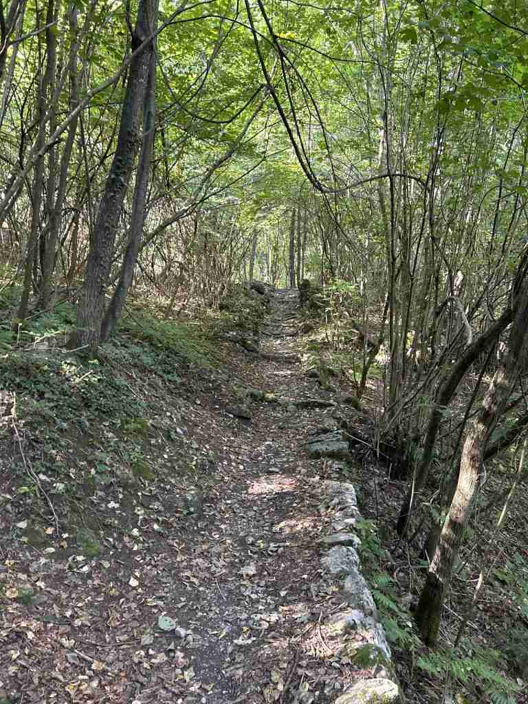 Rientro su sentiero nel bosco
