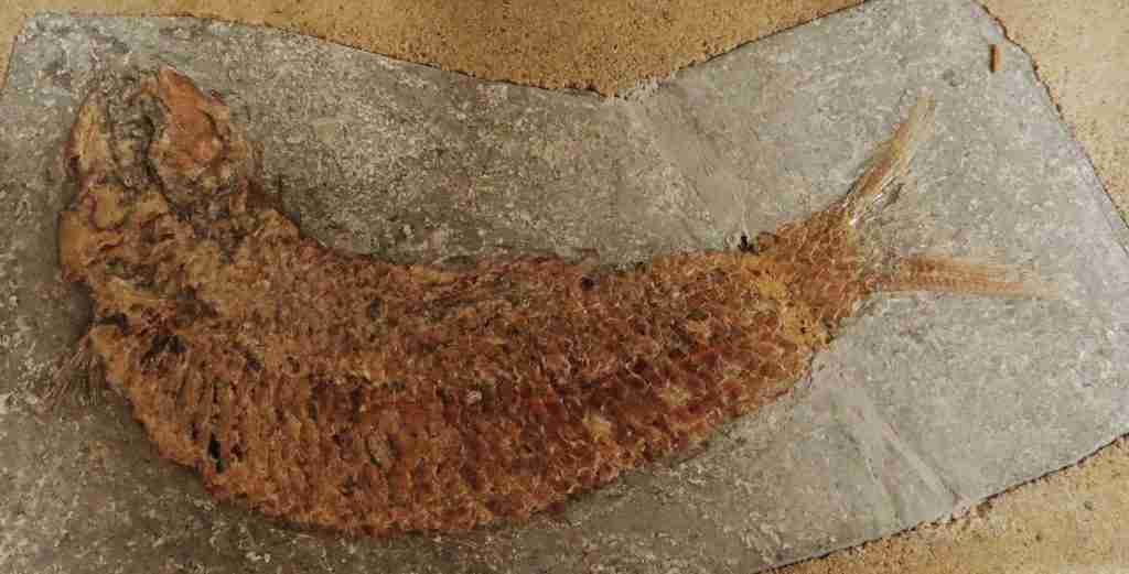 Fossile Pholidophorus Caffi Triassico Superiore