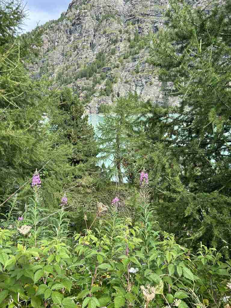 Vegetazione attorno al lago di Campo Moro