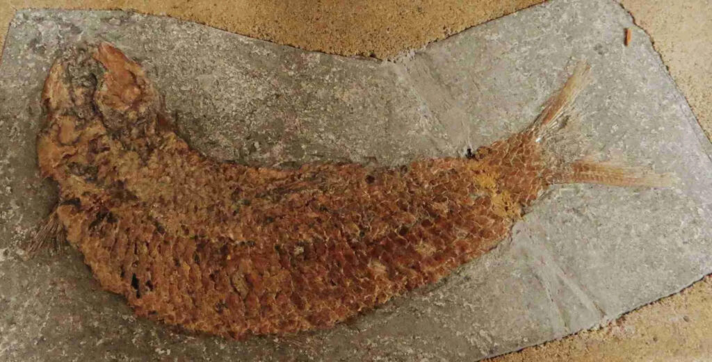 Fossile di Vettarola Pholidophorus Caffi - Vettarola (BG)