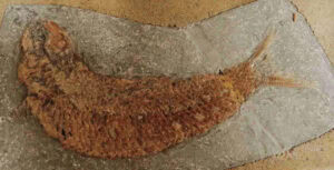 Fossile di Vettarola Pholidophorus Caffi - Vettarola (BG)